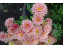 �������� ����  ������ 4-5 �� ������ 35 ��  �������� ������