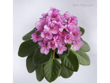 Rob's Hopscotch2.jpg