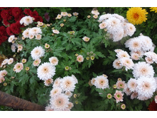 ����� ���� ������ 4 �� ������ 35-40 �� �������� ��������