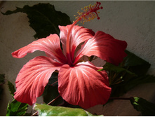 �������� ������ ��������