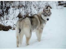 ����� ���� ������ ������