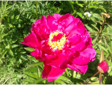 ���� ���� ����������