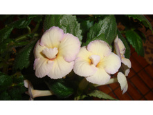 .�������� Cytro(��������  �������� 2014).