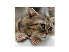 Antitsarapki dlja koshek svetlo-rozovye 20 sht 150954.jpg