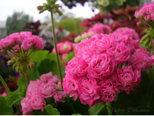 Swanland Pink/ Australien Pink Rosebud