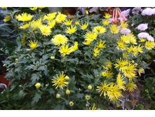 Branspiolem Sprint  ������� ������ 4-6 �� ������ 40 �� �������� ��������