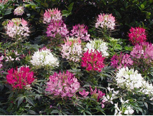 ������ ������ ����������� ����� 0,3� �� 7,50���.[���.��000005217]