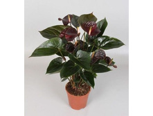 �������� ���� ���-- �� 750  ���.