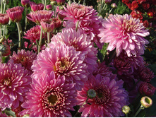 ��������� ���������� "������"