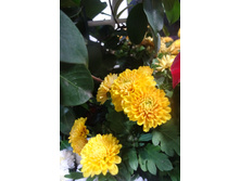 Boreal Orang Cuivnev  ������� ������ 4 �� ������ 35 �� �������� ��������