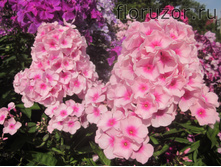 ����� ��� (Bright Eyes)