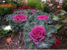 ������� ������������ ��������� ���� ���. ����. ����� ������ �� ���������.jpg