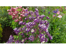 ��������� �����