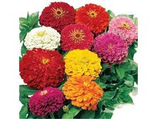 ������ ������� ������, ����� 30 ���. (10 ��.) ������ �� 15 ��!!!!!!!!!.jpg