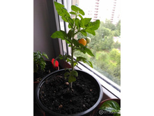 ����� ������ ��..jpeg