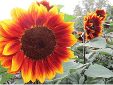 ������������ ������ �����.png