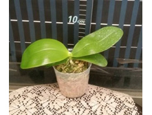 P.bellina × sib 2.jpg