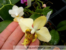 Phal stuartiana v nobilis.jpg
