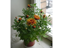 ���������� ����� ���������� ����2.jpg