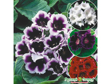 ��������� F1 ������, ����� 23,6 ���. (7 ��.).jpeg