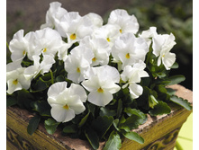 ����� ����������3.jpg