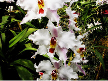 ������������� ( Odontoglossum