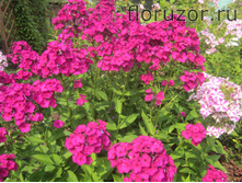 ������� �����