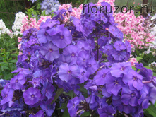 ��� �������� (Blue Paradise)