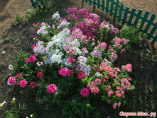 ������ �����2.jpg