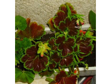 ���������� F1 ������ ������, ����� ������.jpg