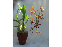 ������������� ( Odontoglossum) - 600 ���.