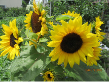 ������������ �������.jpg