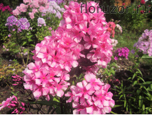 ���� ����