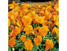 ����� ����������2.jpg