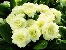 ������� F1 ����, �������� ���� �� ���������2.jpg