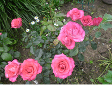 �������� ��� ������ ����.JPG