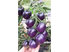 ����� F1 ����� ������ 49,30 ���. (10 ��.). ������ ��������� ����� ��� �����