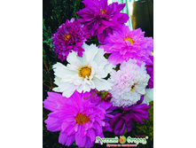 ������ ���� ����, ����� �������� 14,60 ���. (15 ��.).jpeg