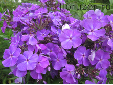 ����� �������