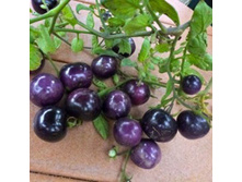 ����� F1 ����� ������ 2.jpg