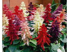 ������� ���������� F1 �����.jpg