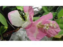 ����������� Turkish Delight- ������ ��� ������� , ������� ���� �� ����� ����� ....!!!!