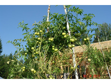 �������� ������.2.jpg