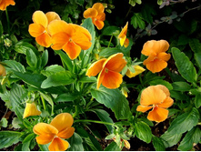 ����� ����������.JPG