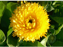 ��������� ������� ���������.gif