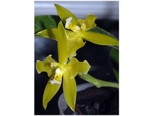 Phalaenopsis-cornu-cervi-flava-Unique-DSC 0475.jpg
