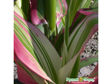 �������� ������������ F1 ������� ����� 16 ���. (6 ��.).jpeg