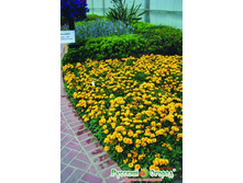 ��������� F1 ���� ������� �������� 9,10 ���. (40 ��.).jpeg