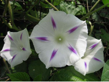 ������ ������� ���� 9,10 ���. (20 ��.).��� ����� ������ �� 3 ������!!!!!!!!!!!!