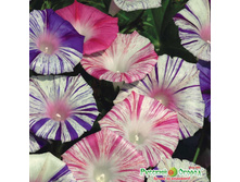 ������ �������� �������, ����������� ����� 11 ���. (20 ��.).��� �����, ������ �� 2 ������